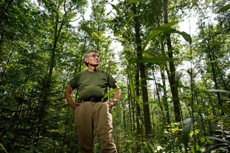 Tony Marple stands on Sept. 8 in an area of forest on his Whitefield farm that he thinned two years ago to encourage maple, oak and birch trees to mature, not for use as saw logs but for their carbon storage potential. Marple’s practices are in line with what a state task force is recommending for the state to offset its carbon footprint.