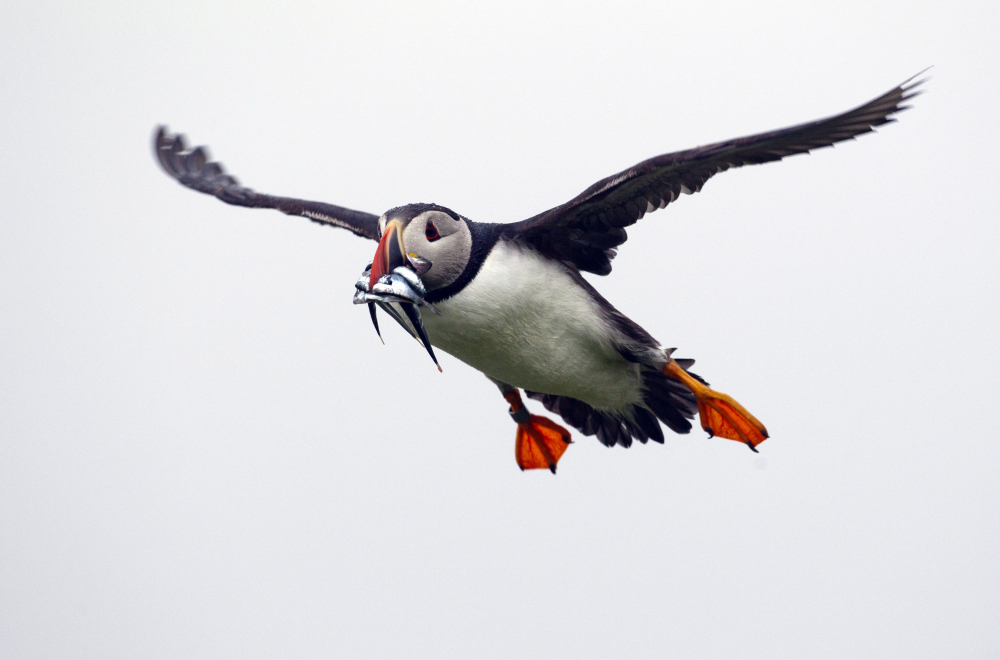 Puffin Peril