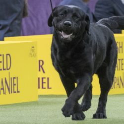 Dogs Popular Breeds