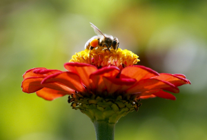 Dead Honeybees Flight