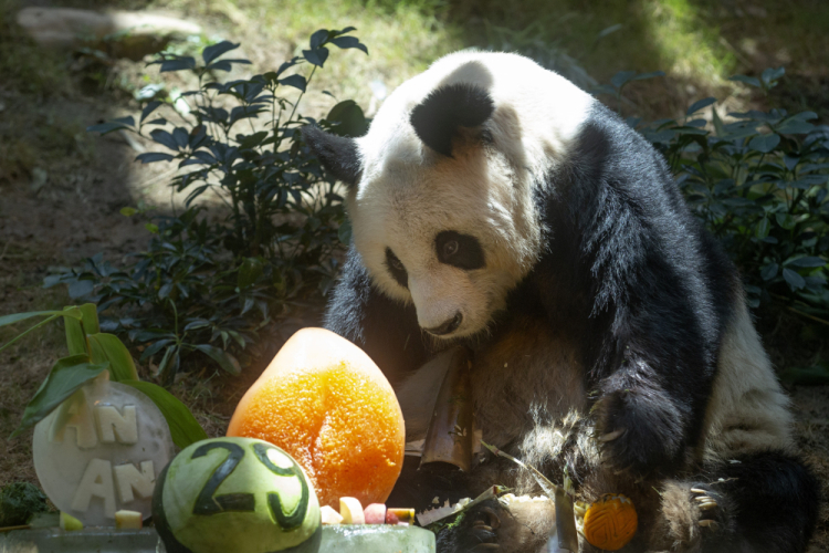 Hong Kong Panda