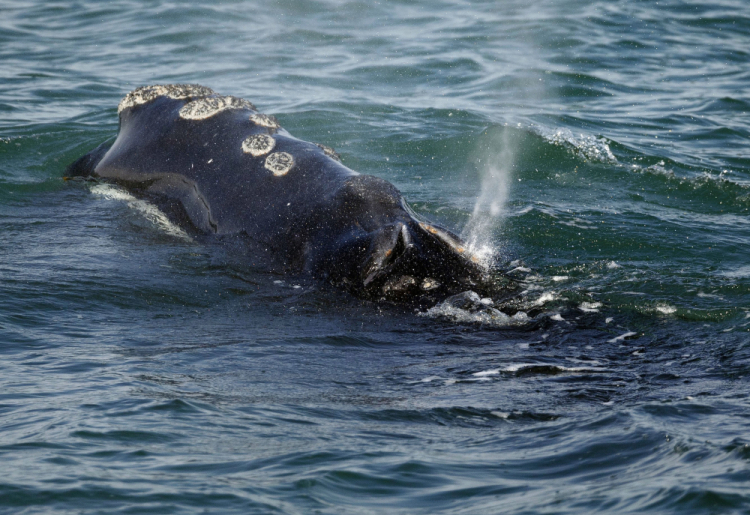 Vessel Strikes Rare Whales