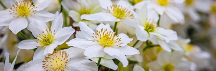 Is it any wonder everybody loves clematis? It's a gorgeous vining plant that comes in over 2,000 varieties. 