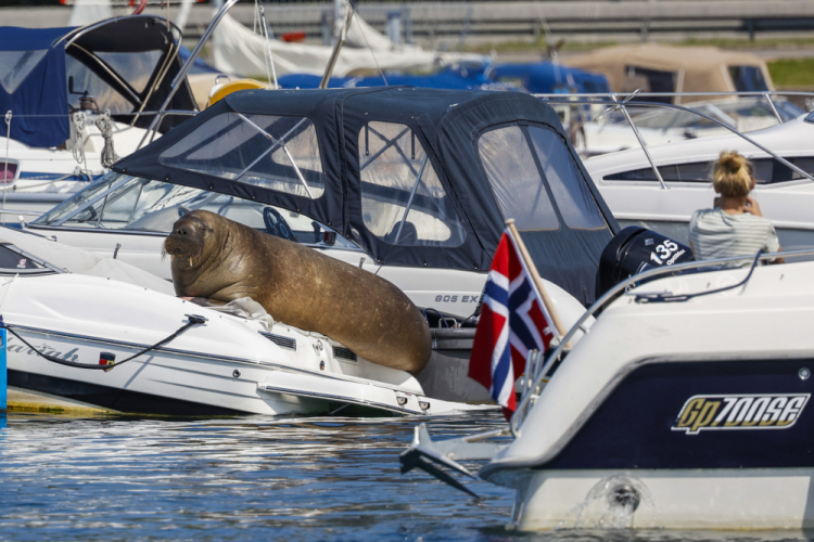 Norway Walrus Euthanized