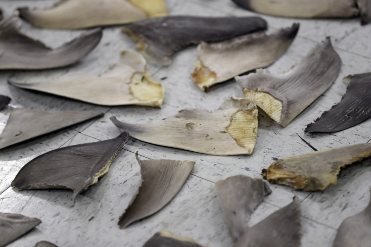 Ocean Fisheries Shark Fins