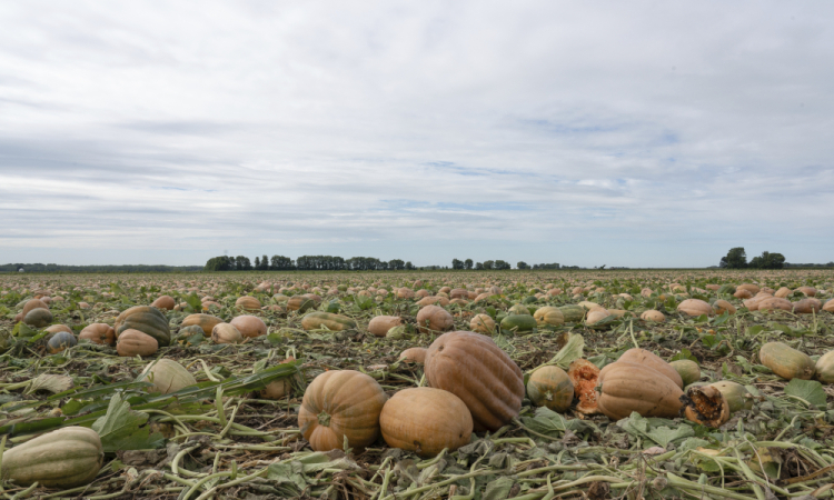 Pumpkins Eco Farming