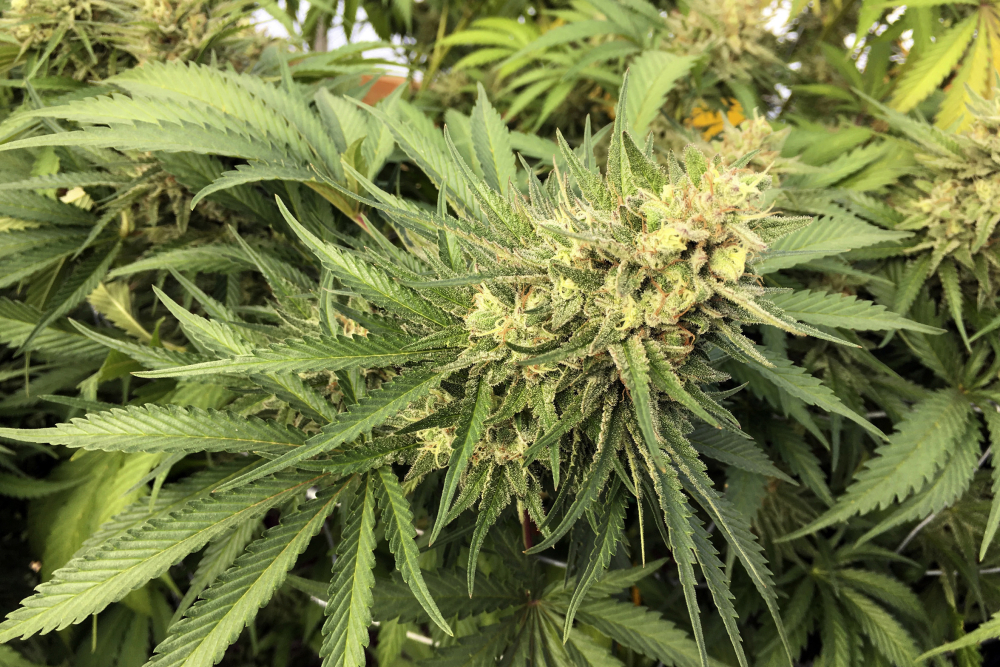 Oregon Marijuana Pardons