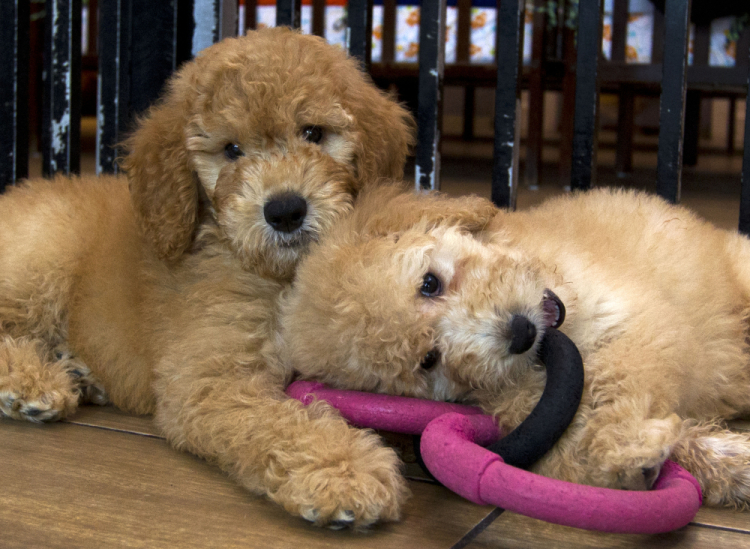 Pet Shops Sales Ban