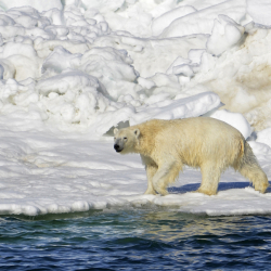 Alaska Fatal Polar Bear Attack