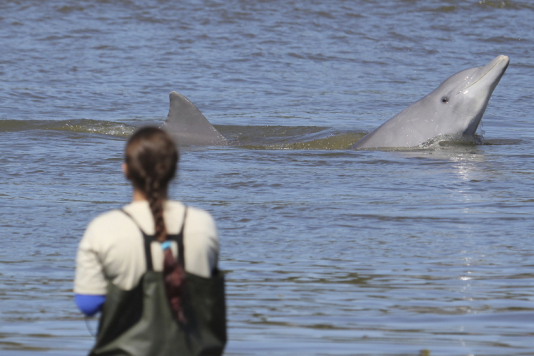 Brazil Dolphins Help Fishermen