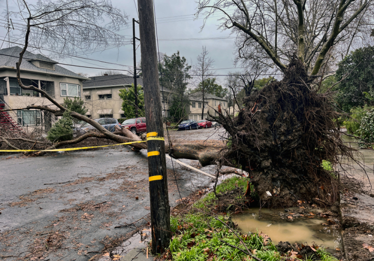 California Storms Sacramento Trees