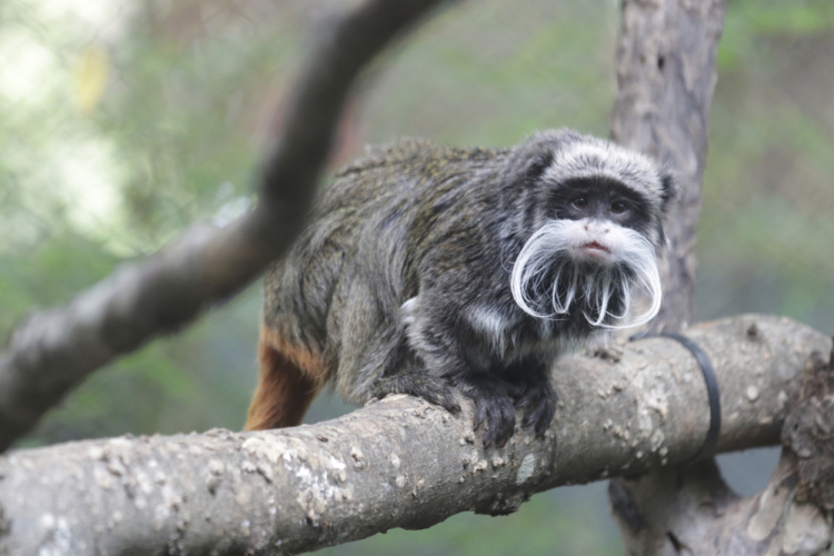 Dallas Zoo Missing Animals