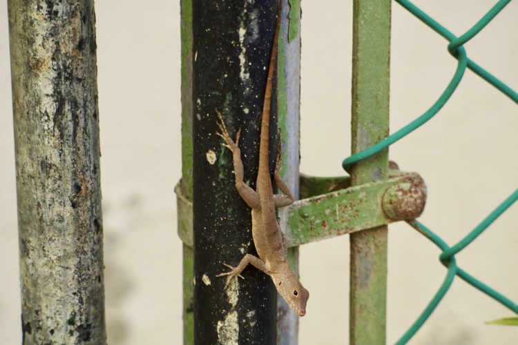 Puerto Rico Lizards