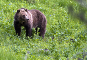 Hunting Grizzlies