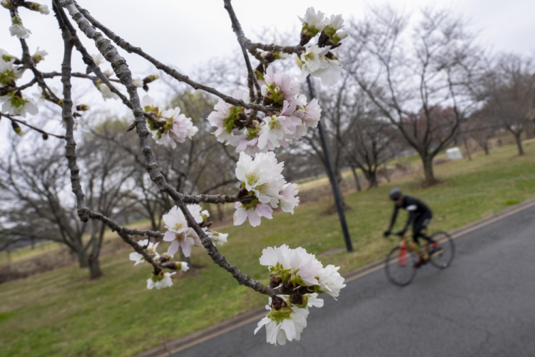 Cherry Blossoms Washington