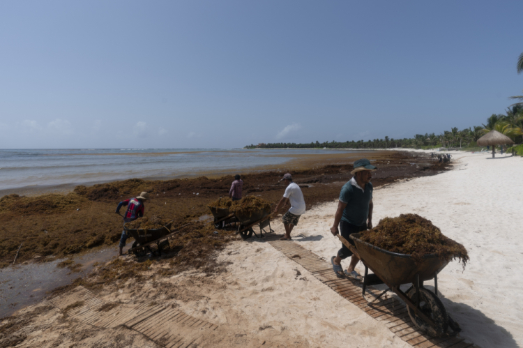 Sargassum Seaweed