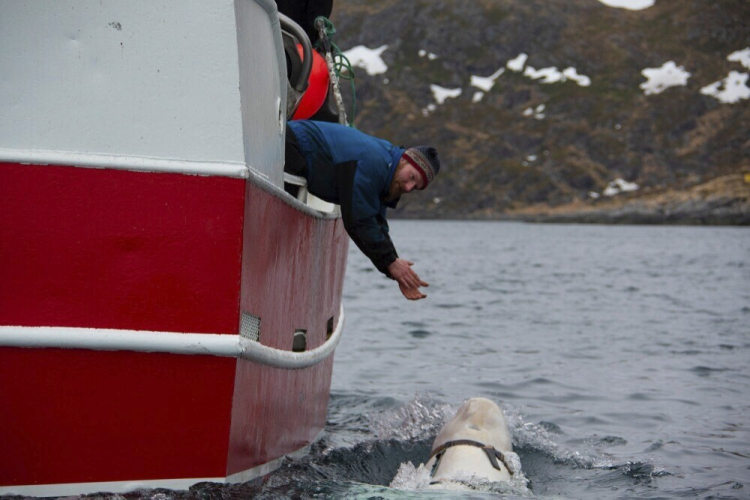 Norway Whale