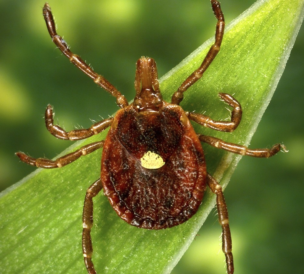 Ticks Meat Allergy
