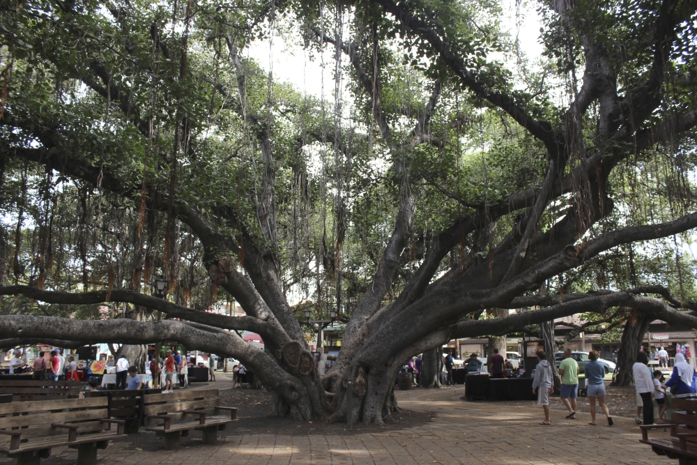 Hawaii Fires Banyan Tree