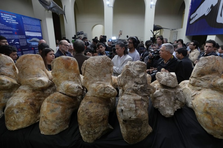 Peru Giant Ancient Whale