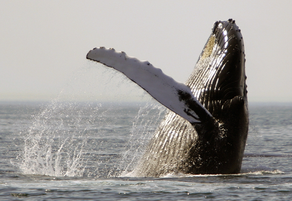 American Whales Climate Change