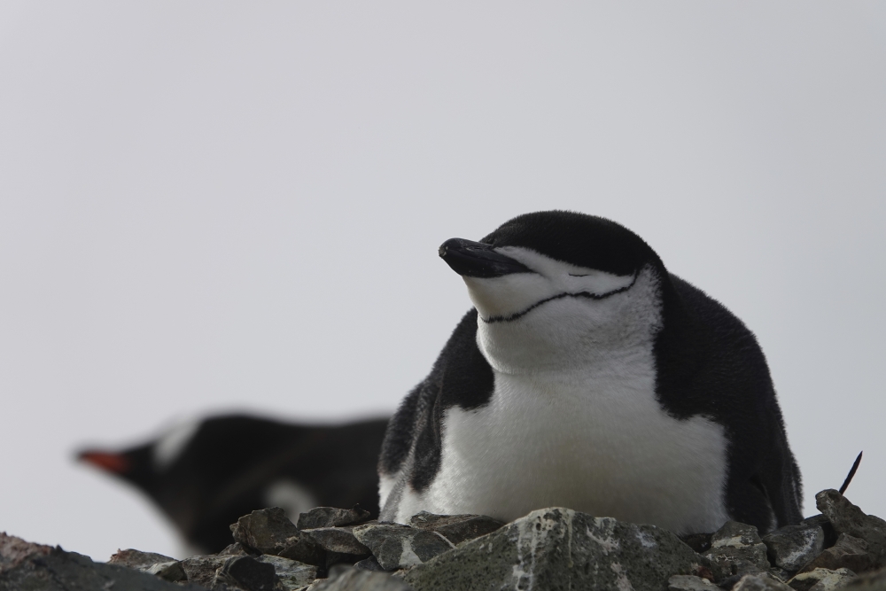 Napping Penguins