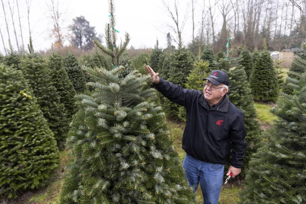 Climate Christmas Trees