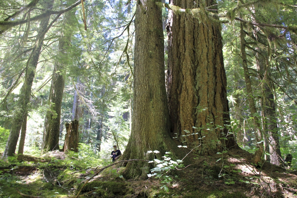 Saving Old Trees