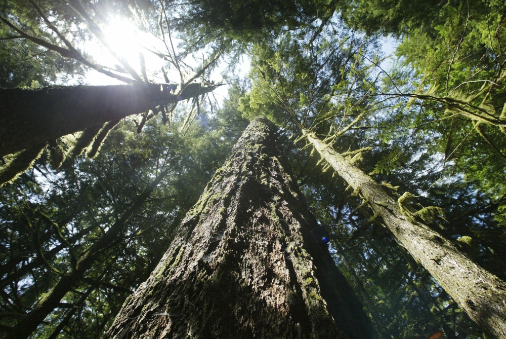 Saving Old Trees