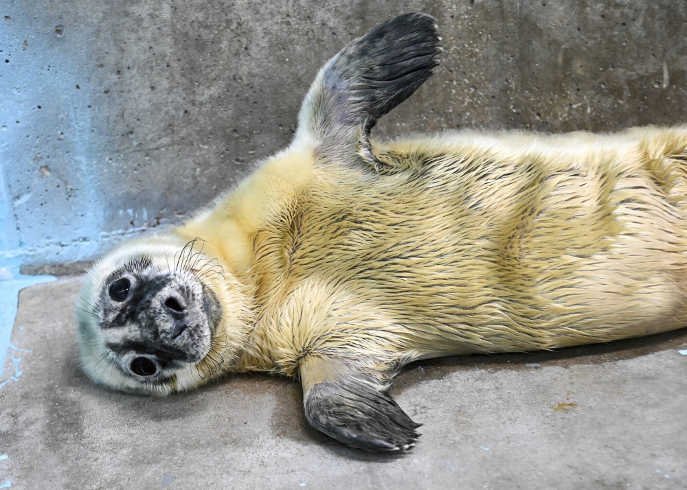 Blind Seal Gives Birth