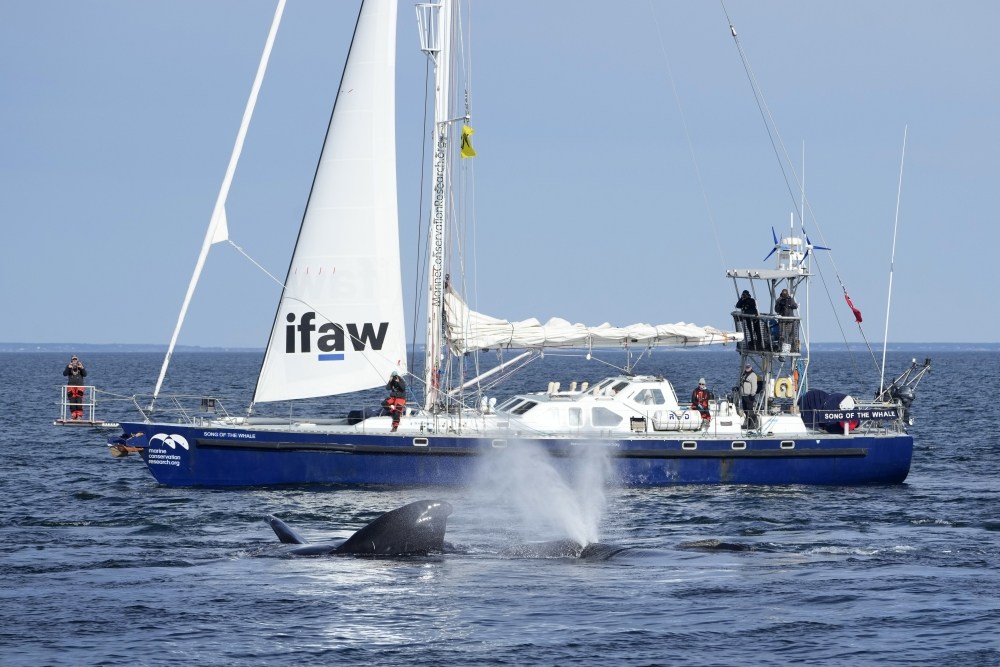 Right Whale Protection