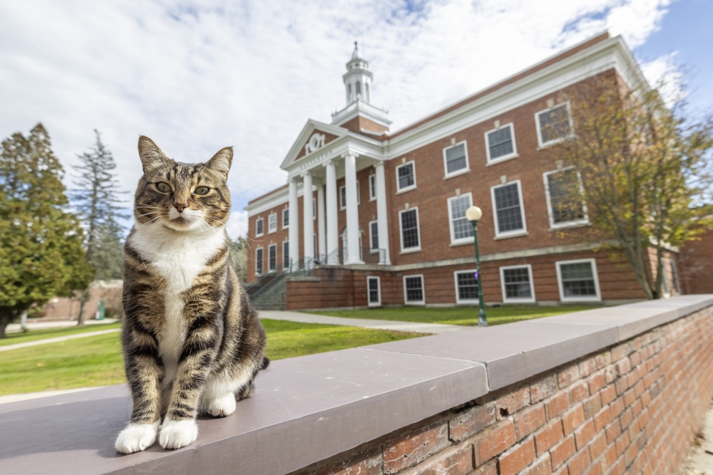 ODD Cat-Honorary Degree