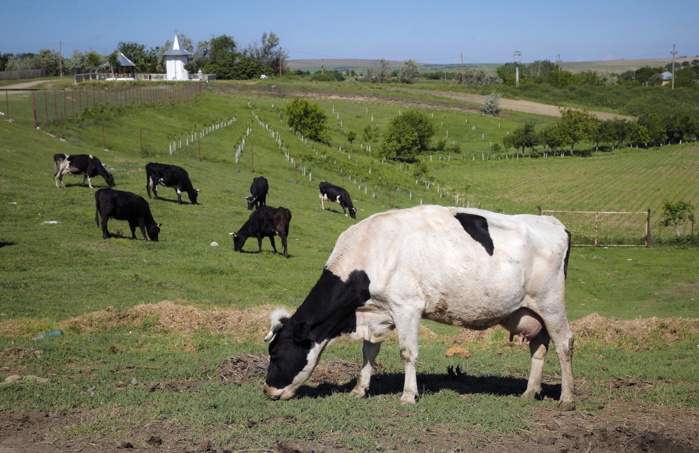 Denmark Livestock Tax