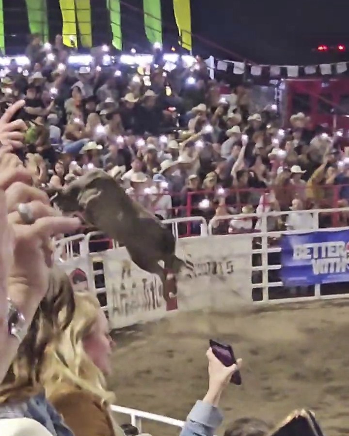 Rodeo Bull Escapes