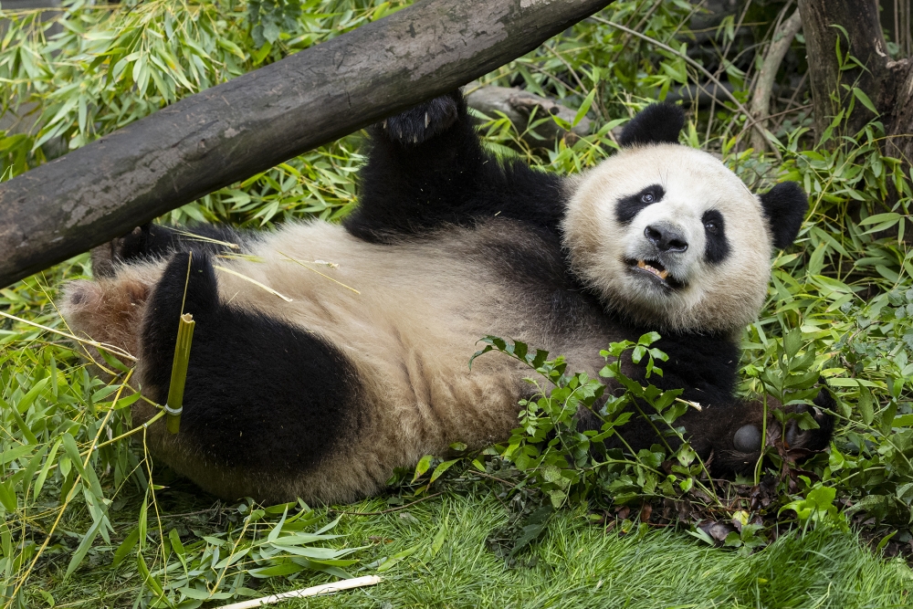 San Diego Zoo Pandas
