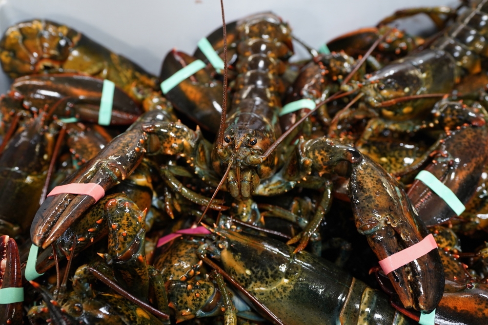 Lobsters-Game Of Inches