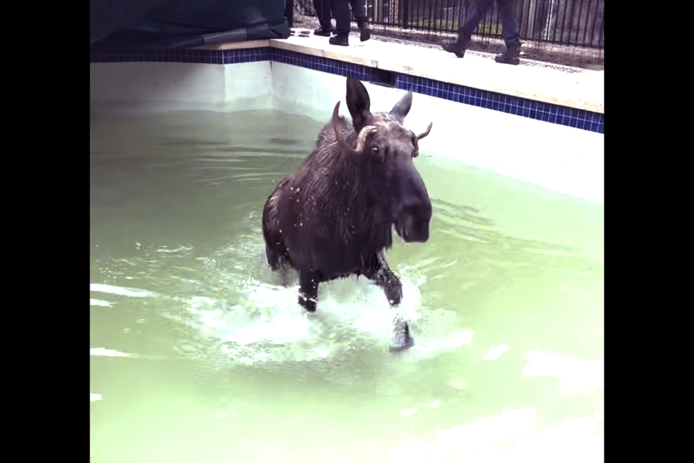 Swimming Pool Moose